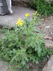 Senecio vernalis