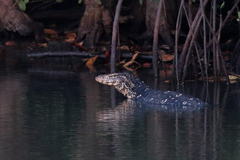 Varanus salvator salvator