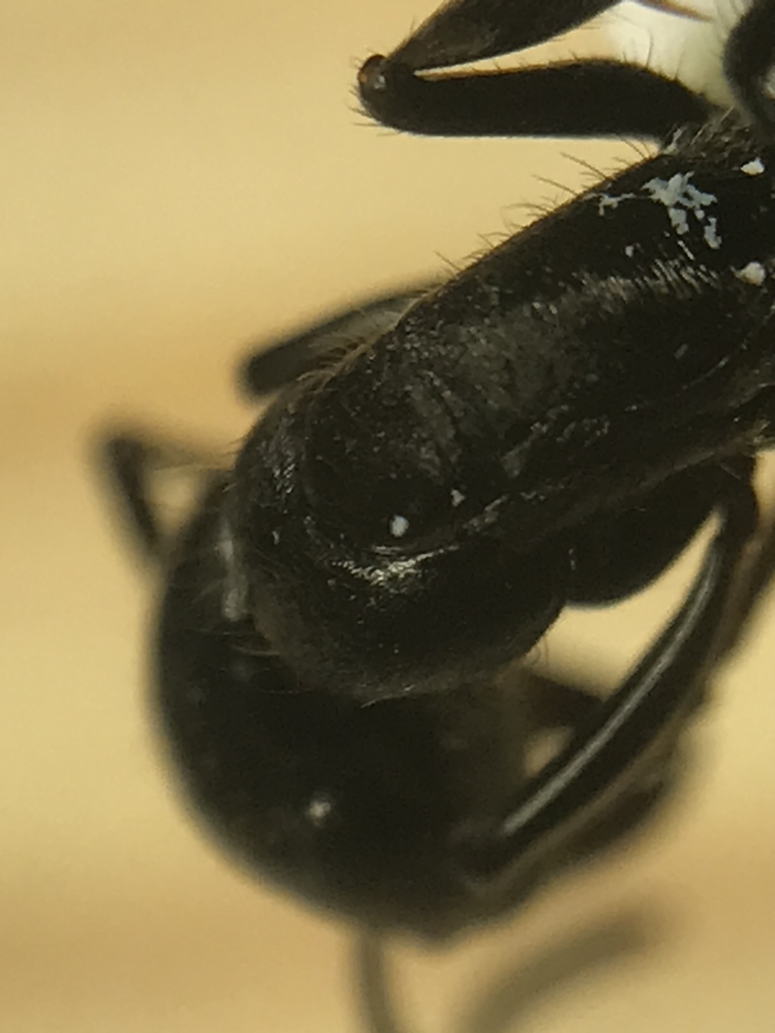 Pachycondyla fuscoatra