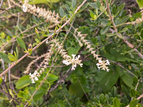 Foto de Alfazema