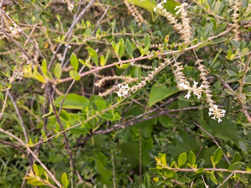 Foto de Alfazema