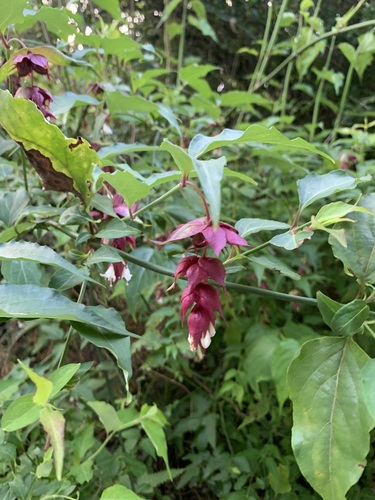 Foto de Madressilva-do-himalaia