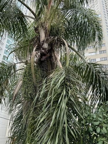 Foto de Palmeira-imperial