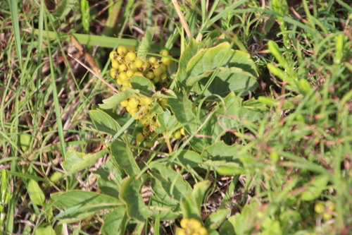 Image of Searsia carnosula by (c) Tony Rebelo, some rights reserved (CC BY-SA)
