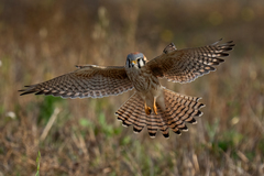 American Kestrel photo 2