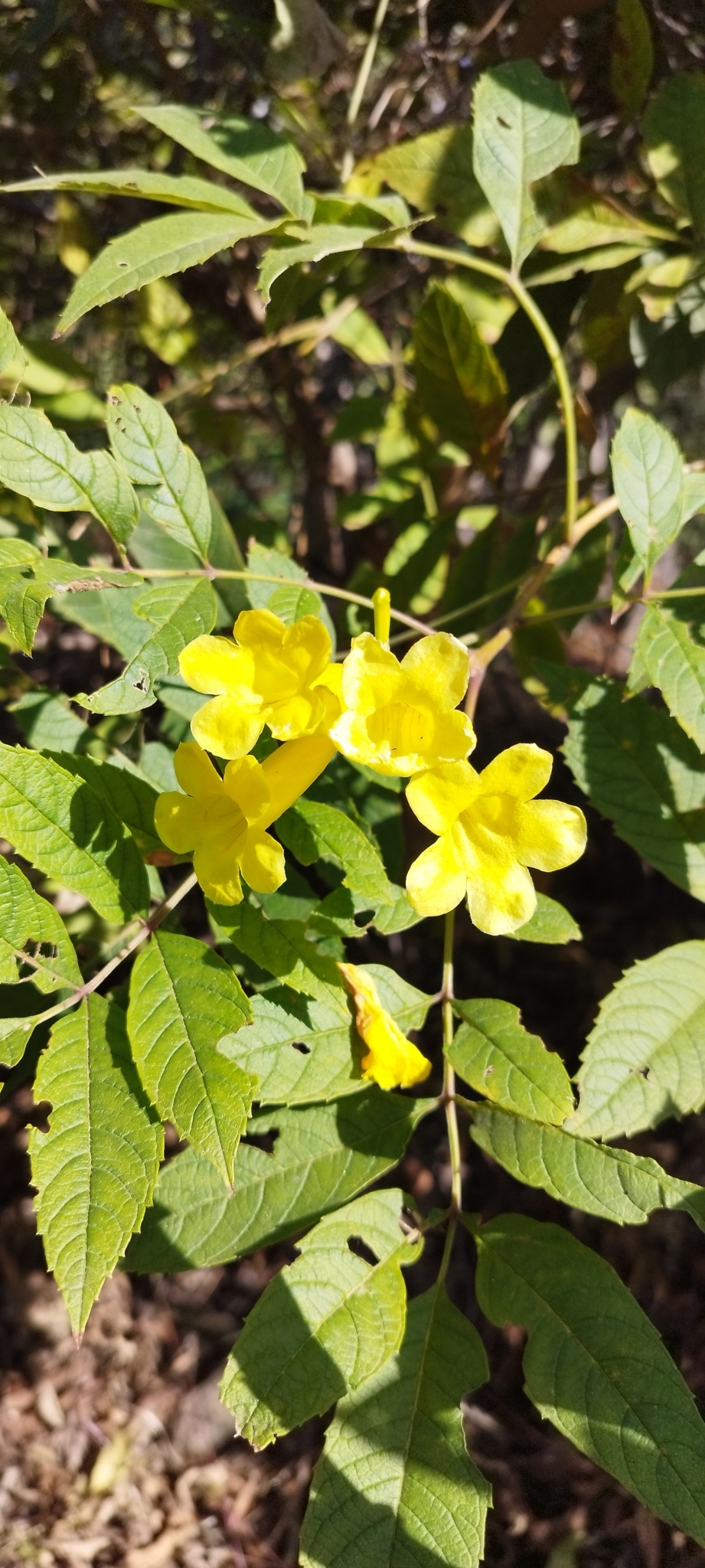 Imagem de Ipê-de-jardim