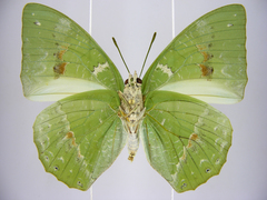 Charaxes eupale latimargo