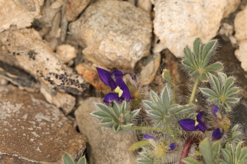 Image of Lupinus flavoculatus by (c) Steve Matson, some rights reserved (CC BY)