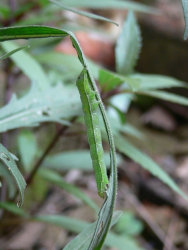 Streaked Plusia