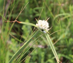 Cyperus niveus leucocephalus