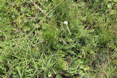 Cyperus niveus leucocephalus