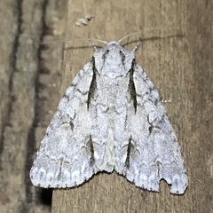 Acronicta lobeliae