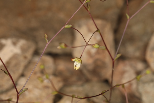 Image of Nemacladus morefieldii by (c) Steve Matson, some rights reserved (CC BY)