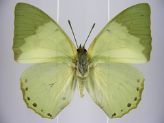 Charaxes eupale latimargo