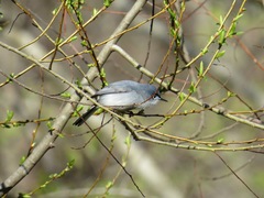 Polioptila caerulea caerulea
