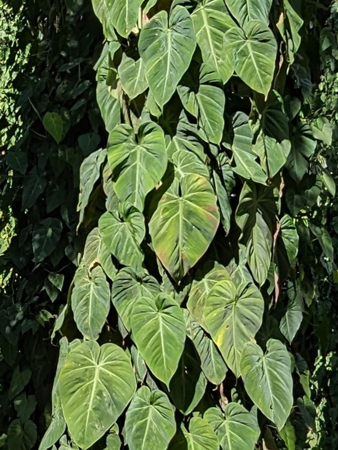 Philodendron velours (micans) (Philodendron hederaceum var. micans)