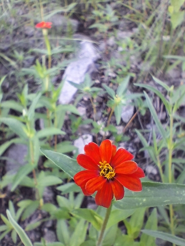 Foto de Zinnia
