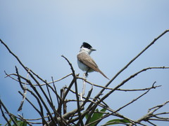 Xenopsaris albinucha