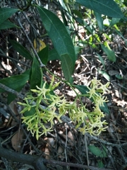 Anodendron affine