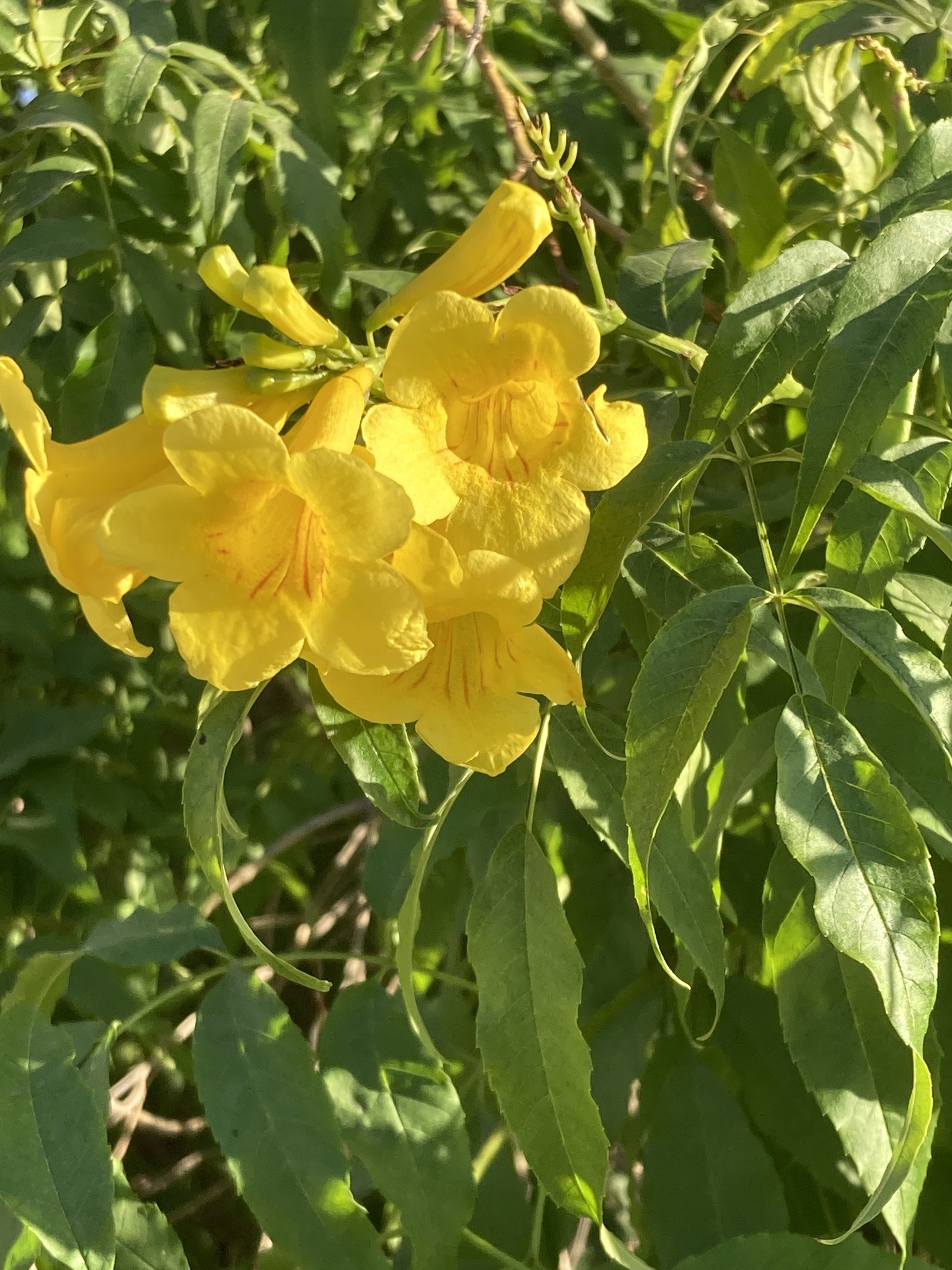 Imagem de Ipê-de-jardim