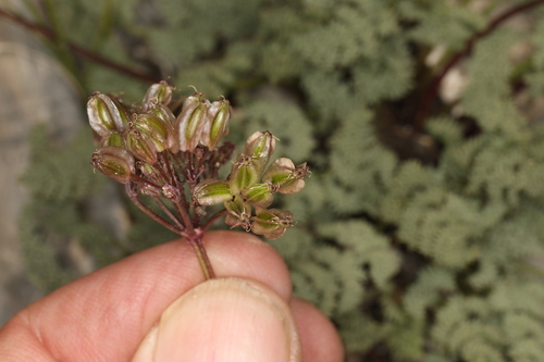 Image of Cymopterus aboriginum by (c) Steve Matson, some rights reserved (CC BY)