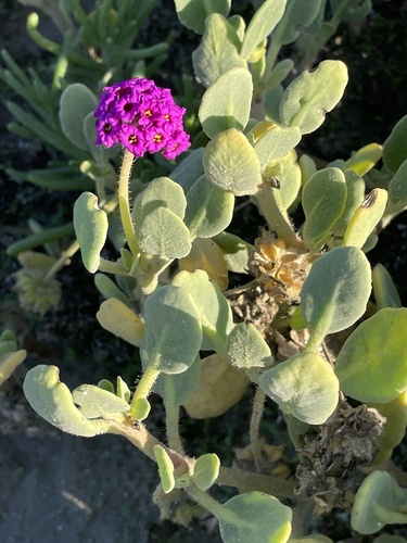 red sand-verbena