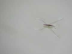 Aquarius conformis