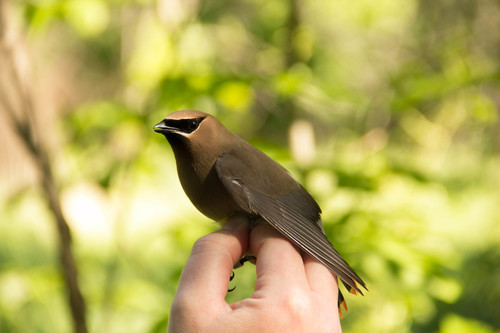 Cedar Waxwing photographed in Ohio