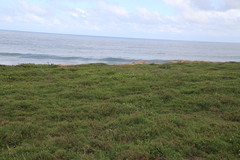 Lasiosiphon triplinervis