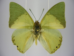 Charaxes eupale latimargo