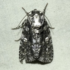 Acronicta afflicta