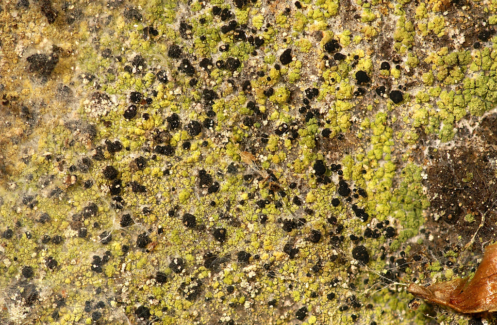 Psilolechia