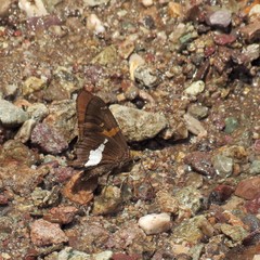 Epargyreus clarus huachuca