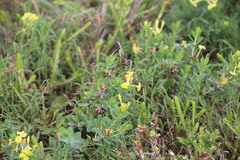 Lasiosiphon triplinervis