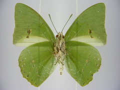 Charaxes eupale latimargo