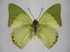 Charaxes eupale latimargo