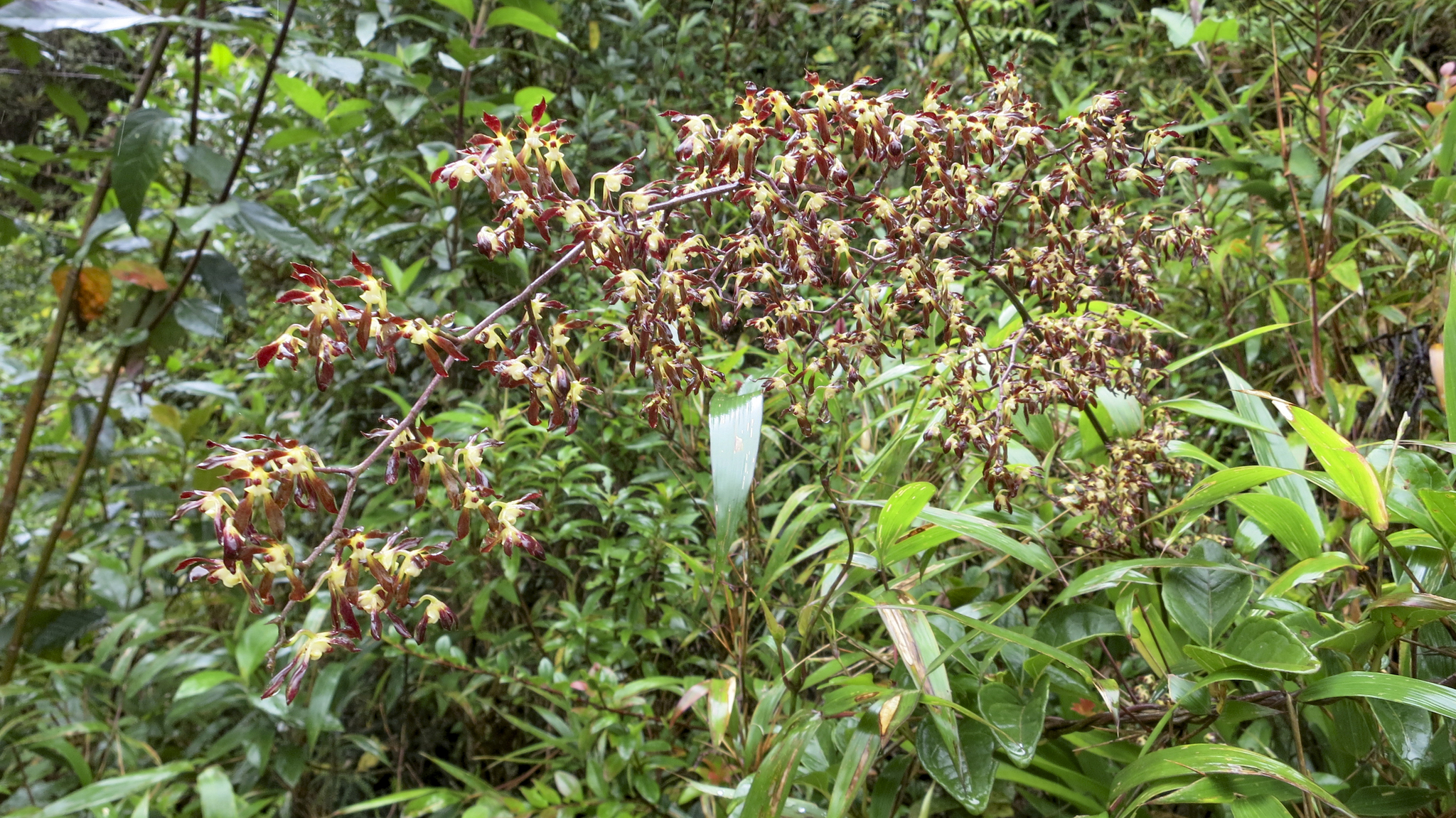 Cyrtochilum myanthum image