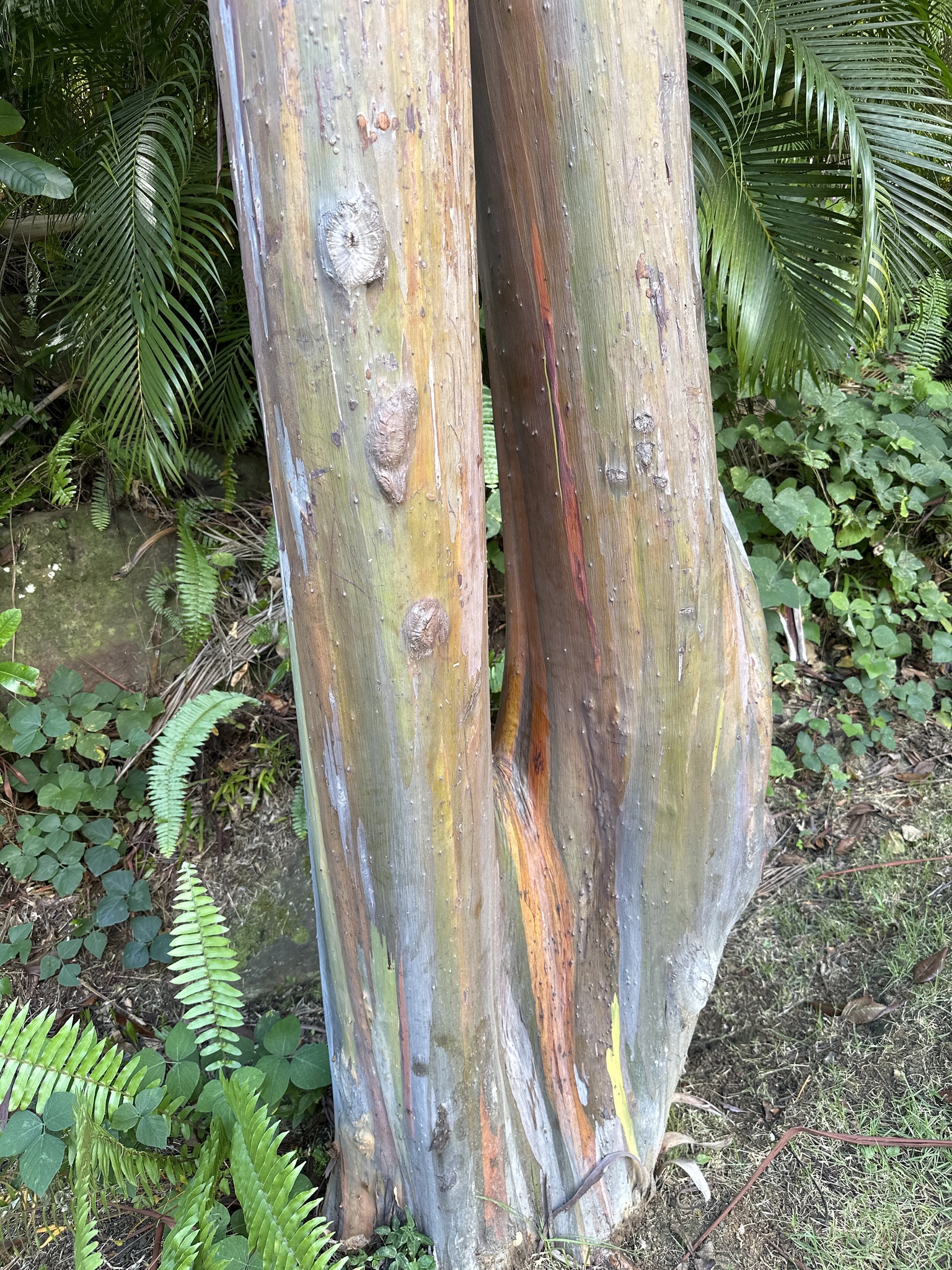 Imagem de Eucalipto Arco-Íris
