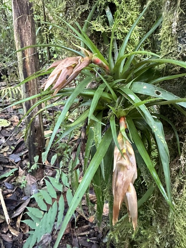 Guzmania angustifolia (Guzmania angustifolia)