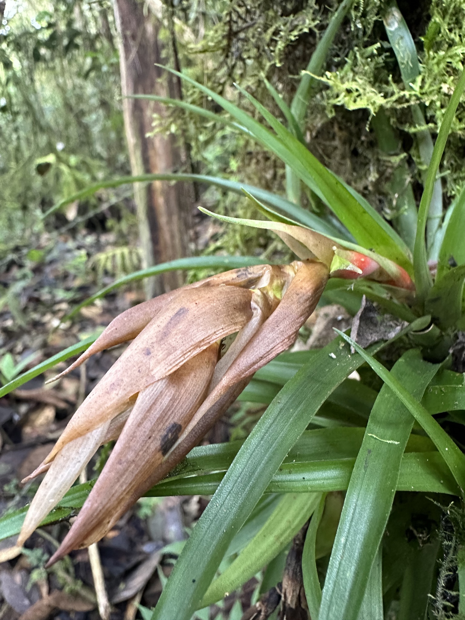Imagem de Guzmania
