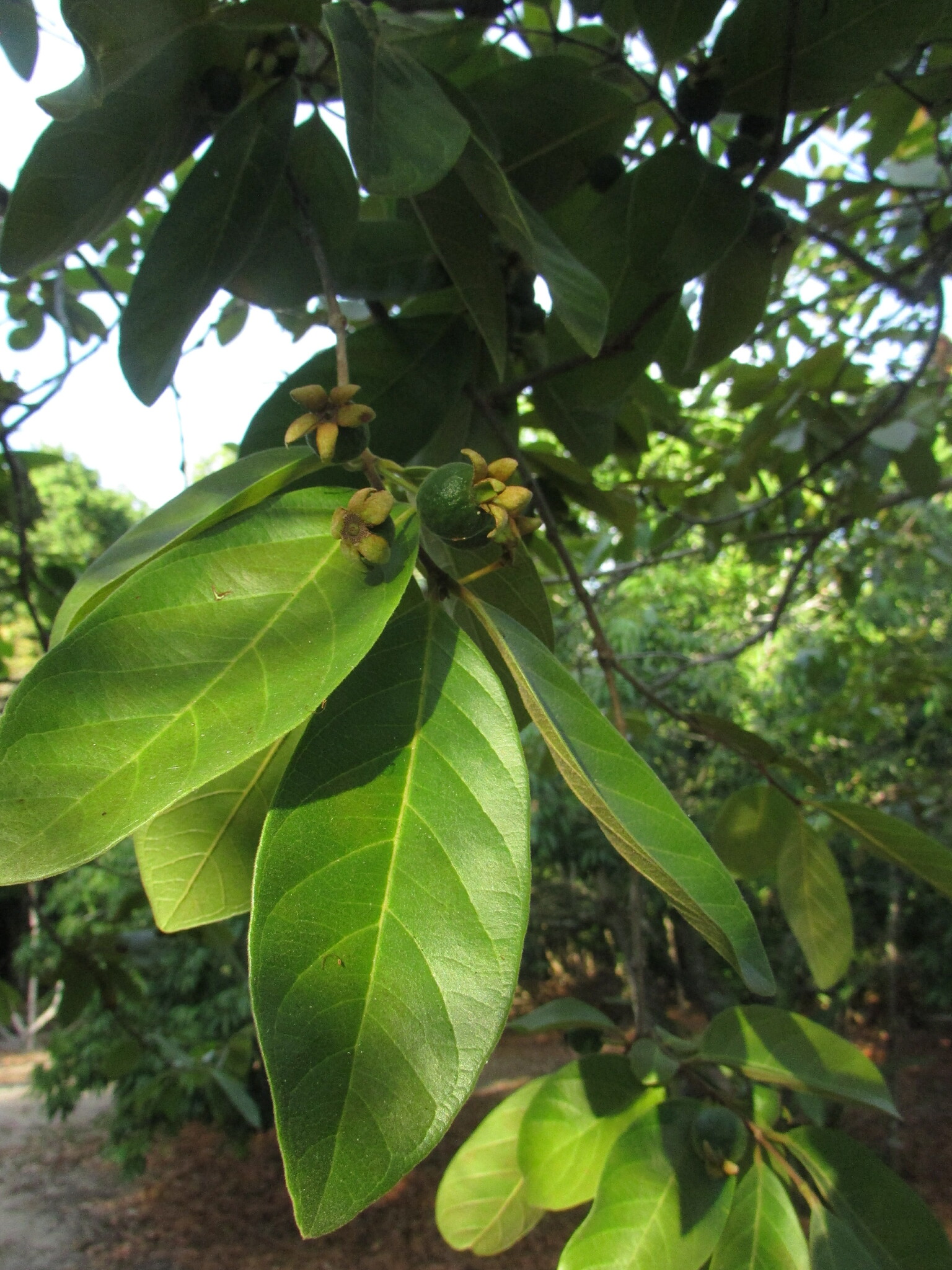 Imagem de Araçá-do-campo
