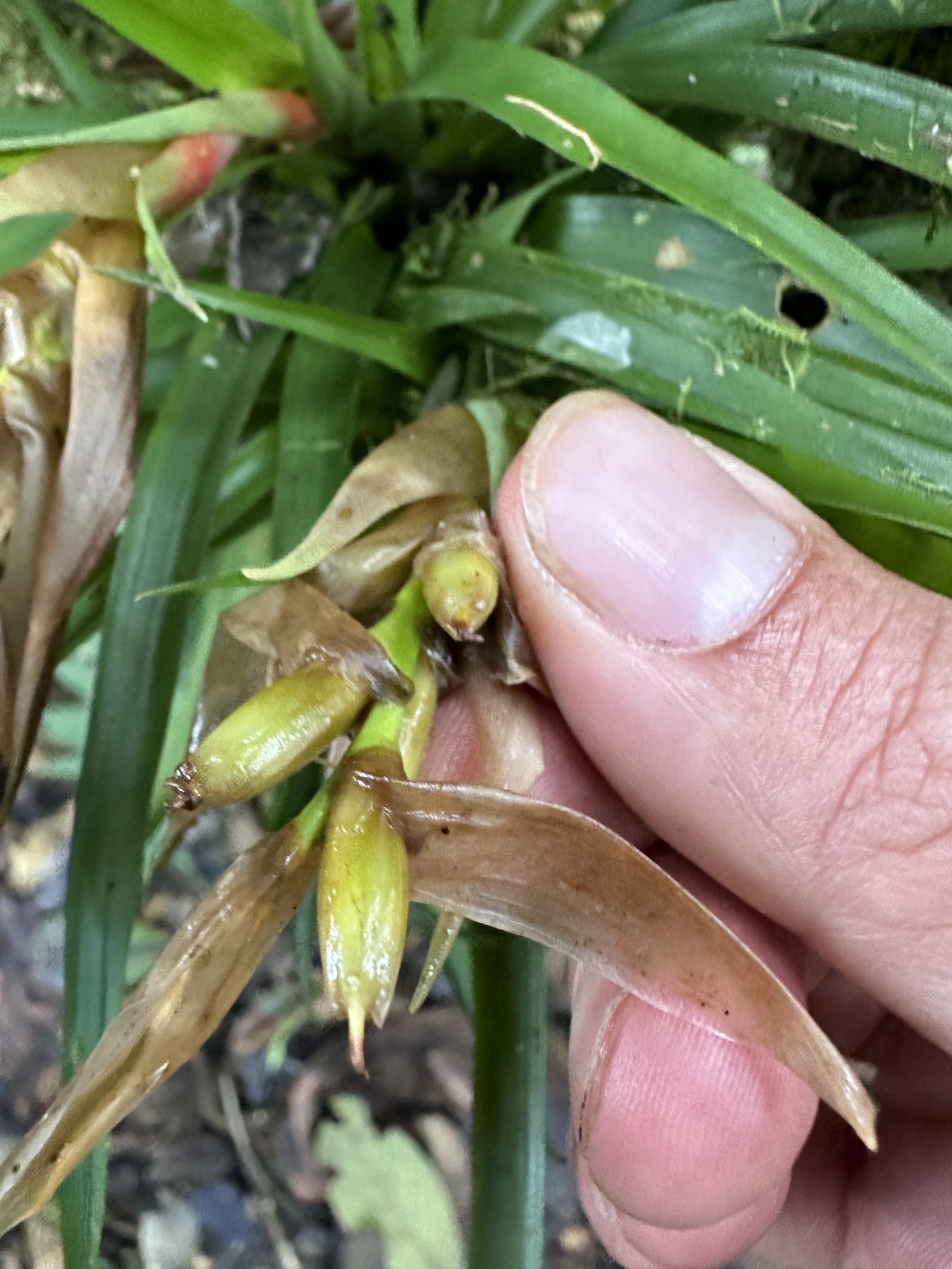 Imagem de Guzmania
