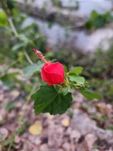 Foto de Malvavisco