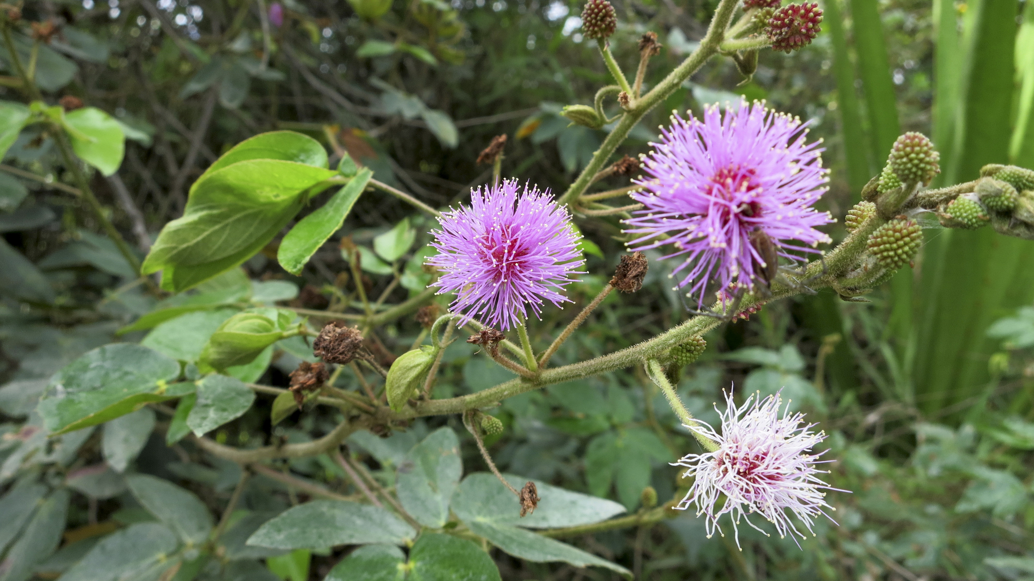 Mimosa image