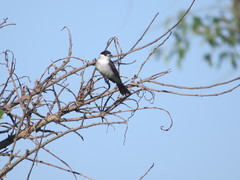 Xenopsaris albinucha