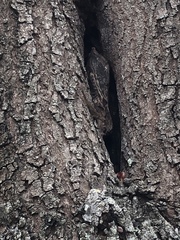 Anolis