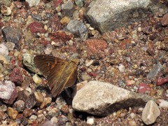 Epargyreus clarus huachuca