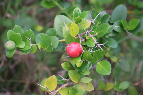 Natal Plum