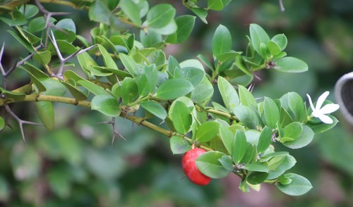 Carissa macrocarpa