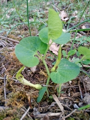 Aristolochia pallida